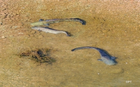 Les silures de la riviére Tarn