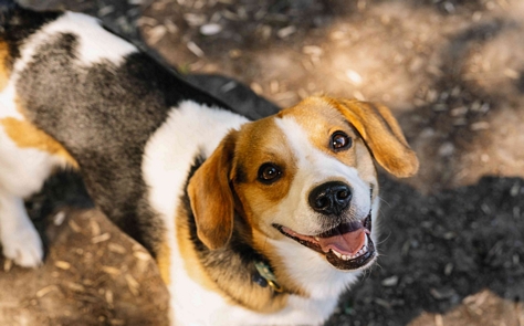 Beagle